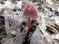 Marasmius plicatulus image