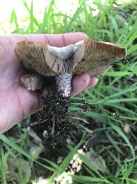 Clitocybe brunneocephala image