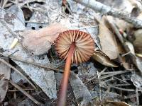 Marasmius plicatulus image