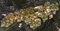 Pholiota squarrosoides image