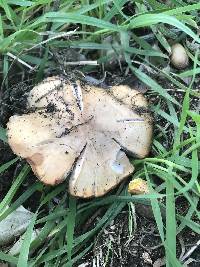 Clitocybe brunneocephala image