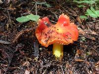 Hygrocybe punicea image