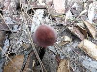 Marasmius plicatulus image