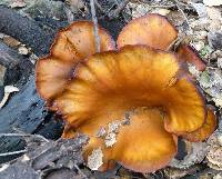 Omphalotus olivascens image