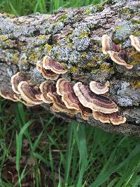 Trametes versicolor image