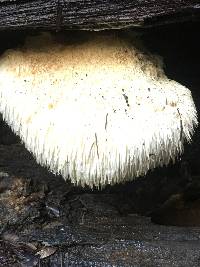 Hericium erinaceus image