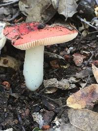 Russula cremoricolor image