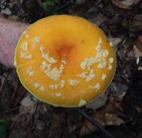 Amanita flavoconia image