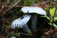 Lactarius indigo image