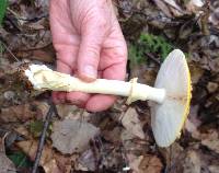 Amanita flavoconia image