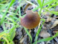 Psathyrella corrugis image