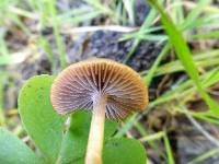 Psathyrella corrugis image