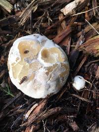 Clathrus ruber image