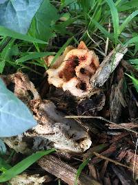 Clathrus ruber image