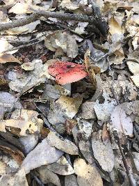 Russula cremoricolor image