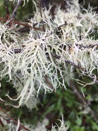 Ramalina farinacea image