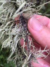 Ramalina farinacea image