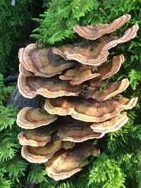 Trametes versicolor image