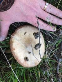 Volvariella gloiocephala image