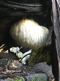 Hericium erinaceus image