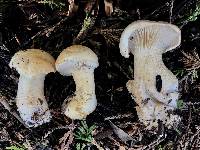 Leucopaxillus albissimus image