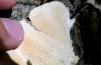 Trametes versicolor image