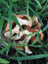 Clathrus ruber image