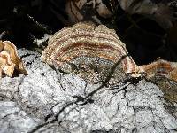 Trametes versicolor image