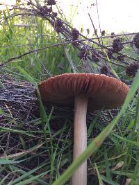 Volvariella gloiocephala image