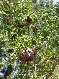 Gymnosporangium juniperi-virginianae image