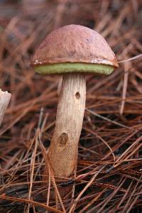 Boletus projectellus image