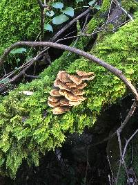 Trametes versicolor image