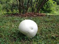 Calvatia gigantea image