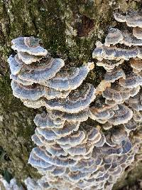 Trametes versicolor image