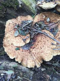 Polyporus squamosus image