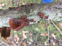 Auricularia americana image