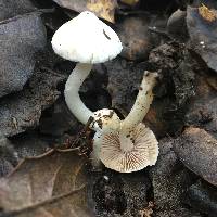 Inocybe insinuata image