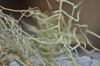 Usnea glabrescens image