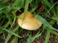 Agrocybe pediades image