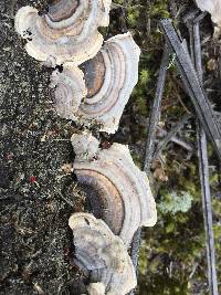 Trametes versicolor image