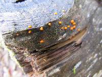 Dacrymyces stillatus image