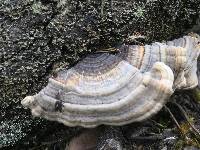 Trametes versicolor image