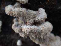 Schizophyllum commune image