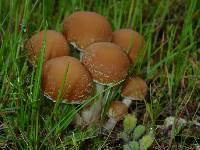 Psathyrella candolleana image