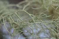 Usnea glabrescens image