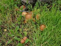 Psathyrella candolleana image