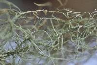 Usnea glabrescens image