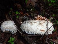 Chlorophyllum rhacodes image