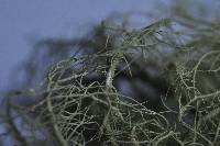 Usnea glabrescens image