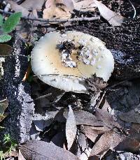 Amanita gemmata image